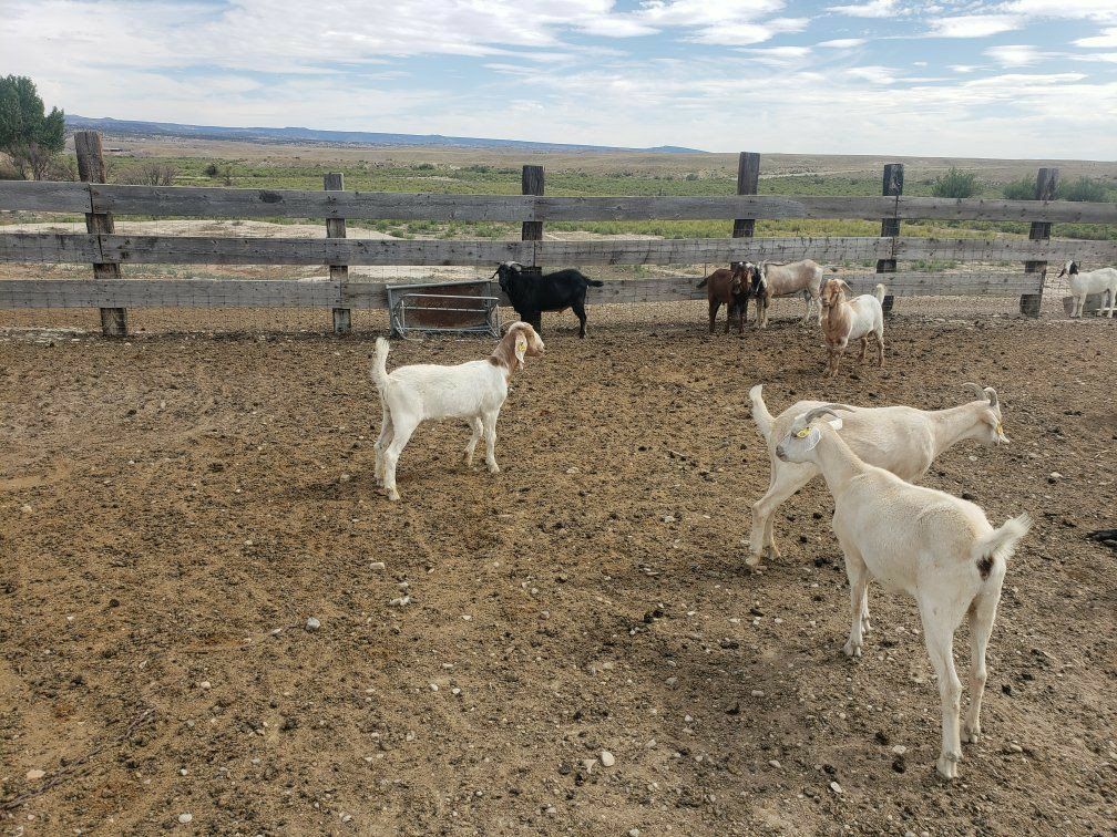 Goat Wethers - Multiple Breeds -Meat Wethers