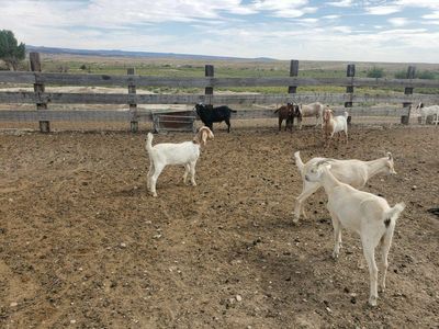 Goat Wethers - Multiple Breeds -Meat Wethers