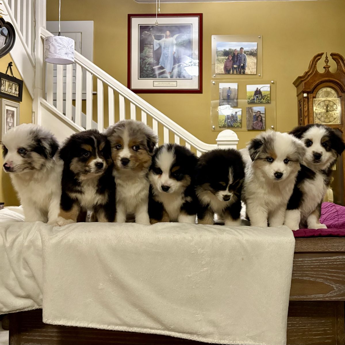 Registered Mini Aussie Pups