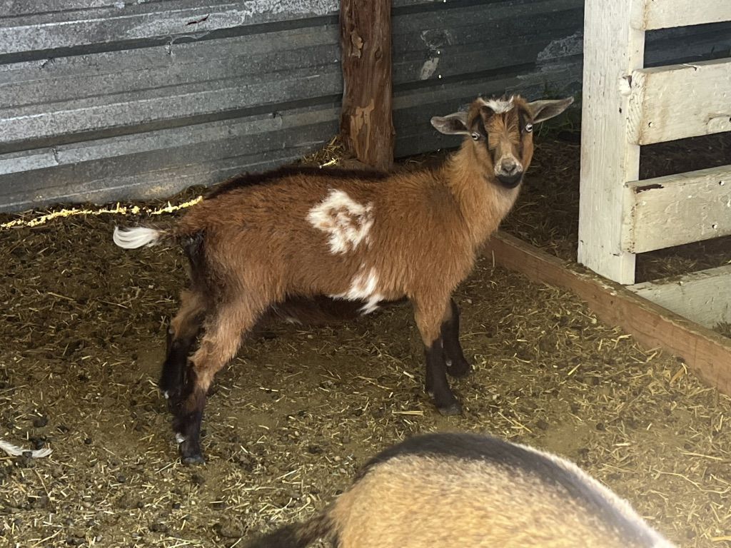 Nigerian Dwarf Doe