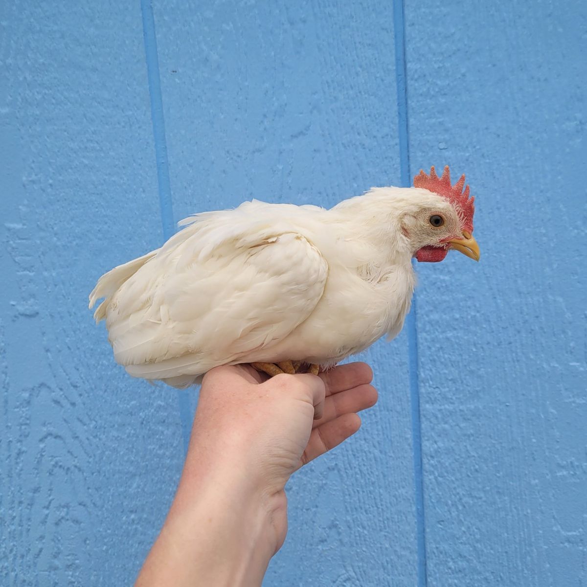 Young Leghorn Rooster
