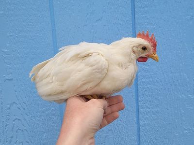 Young Leghorn Rooster