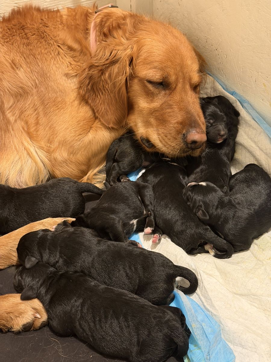 Golden Collie Puppies- The Best Of Both Worlds!