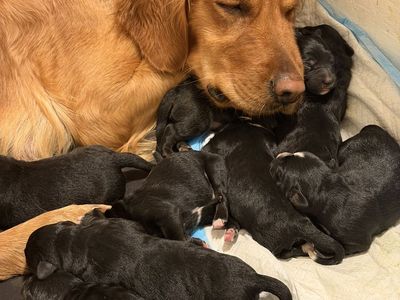 Golden Collie Puppies- The Best Of Both Worlds!