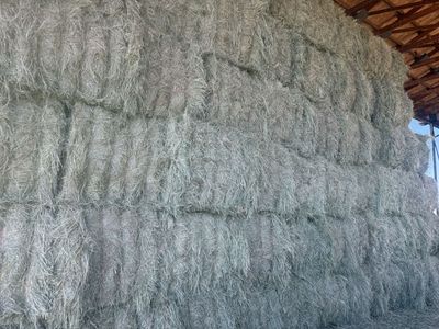 Straight Grass