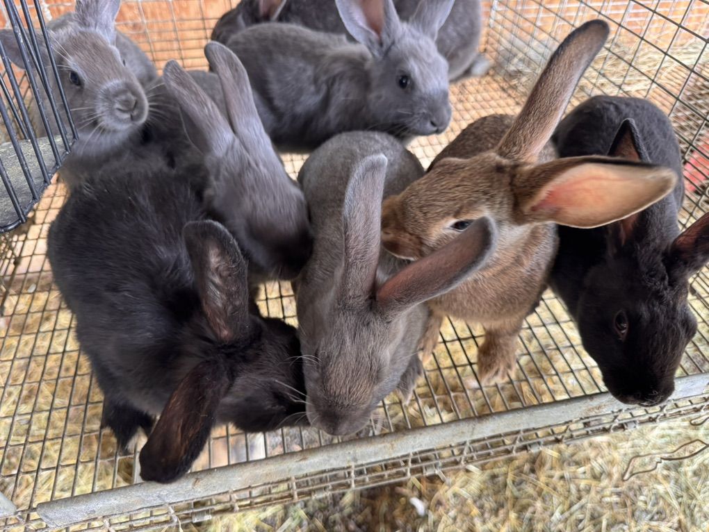 New Zealand RABBITS