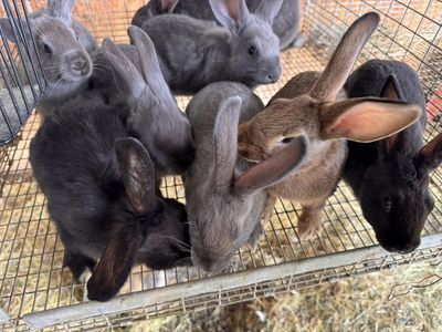 New Zealand RABBITS