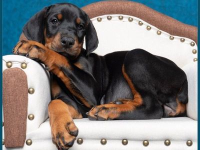 HEALTHY European AKC Doberman Puppies – OFA Health Tested Parents!