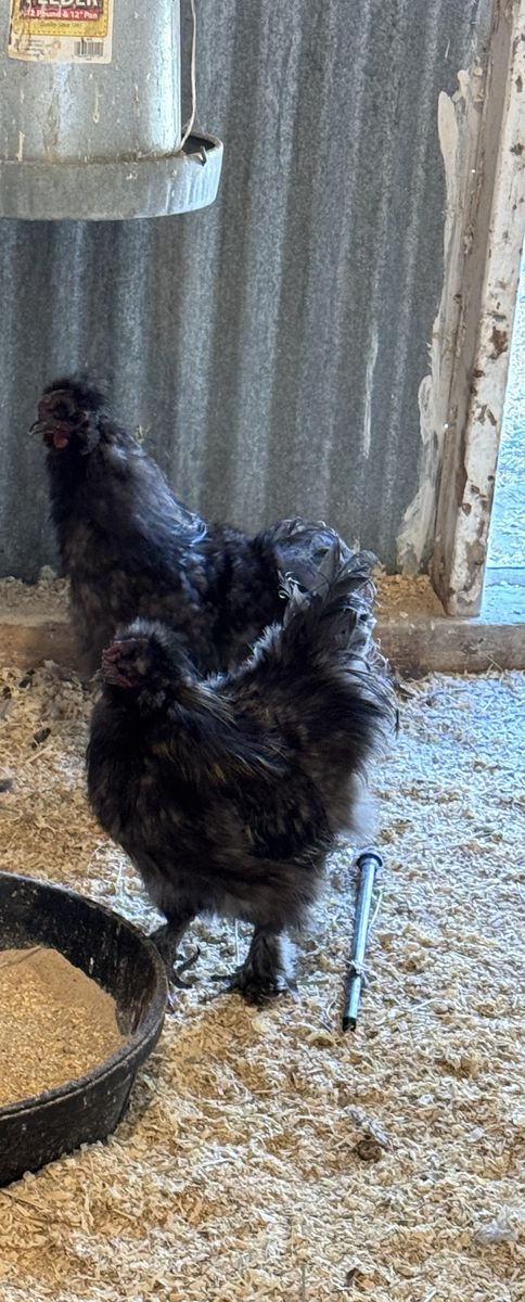 2 silkie roosters - 1 year old