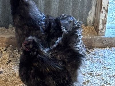 2 silkie roosters - 1 year old