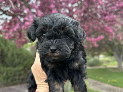 Girl Yorkie Shih Tzu Toy Poodle Puppy YorkieShipoo