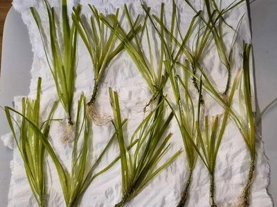 Aquarium plants
