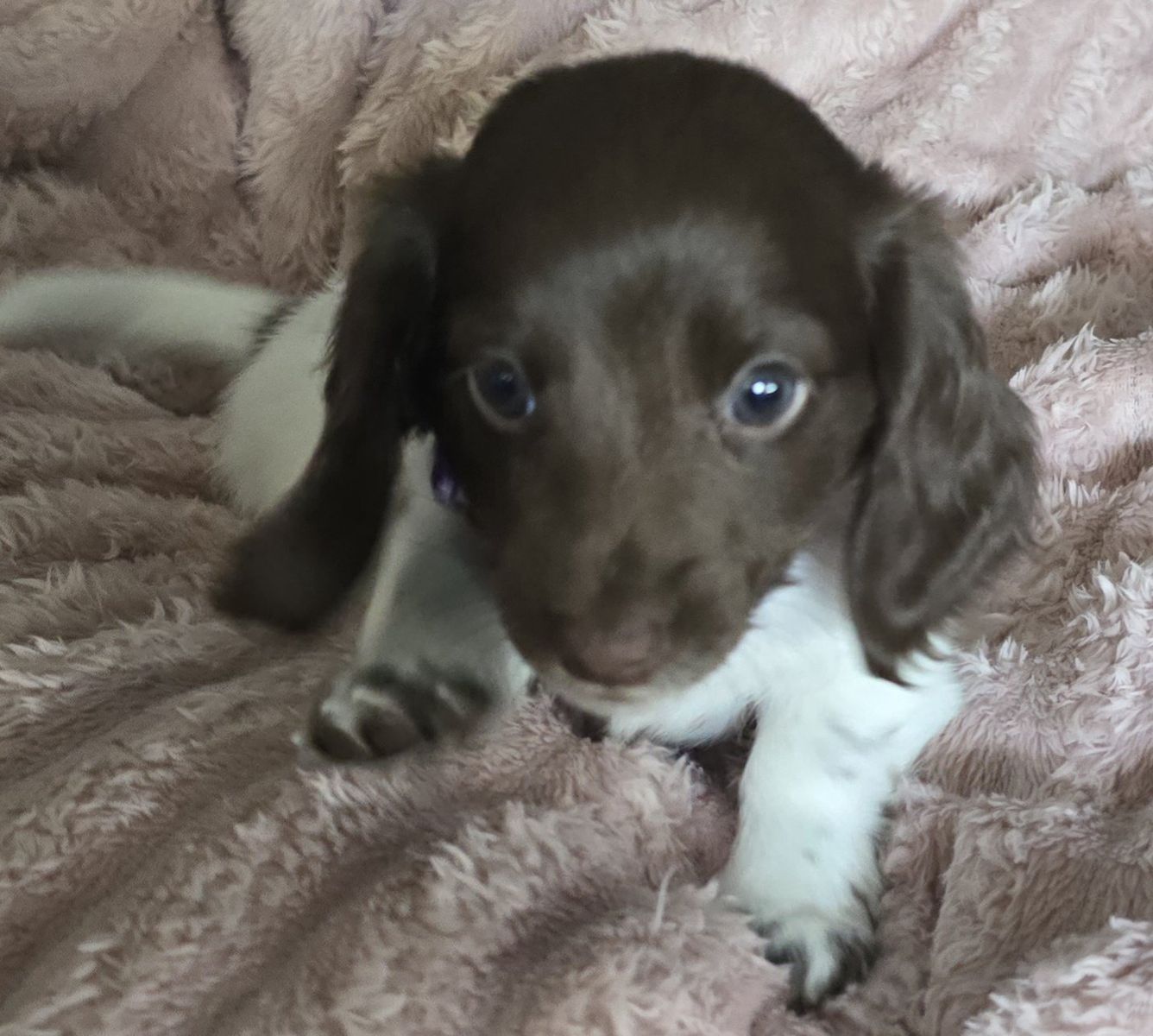 Purebred long hair miniature dachshund puppies (2 left)