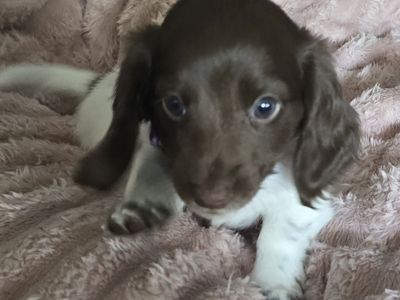 Purebred long hair miniature dachshund puppies (2 left)