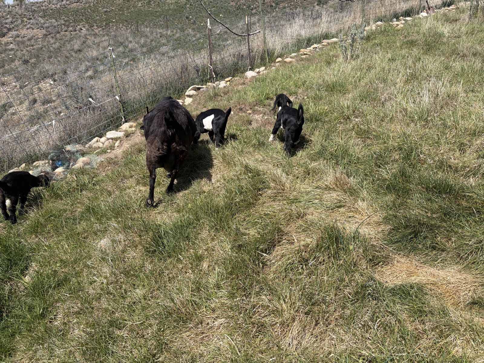 Boer doe with triplets