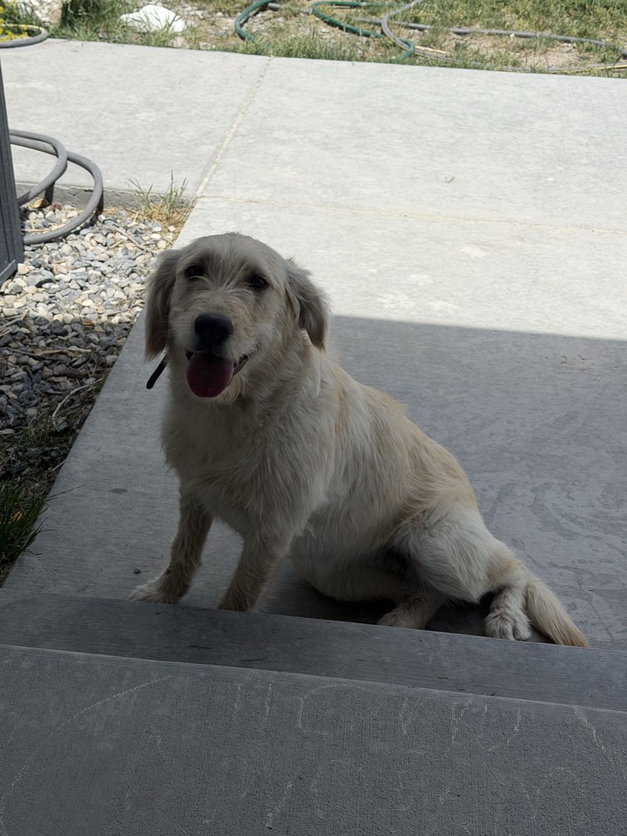 8 month old yellow lab needs a home