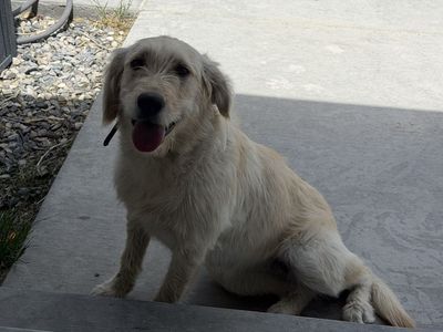 8 month old yellow lab needs a home
