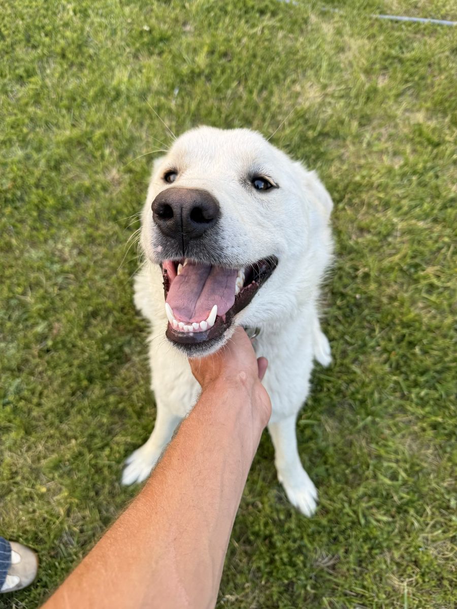 10-Month-Old Female Great Pyrenees - Super Friendly & Good with People