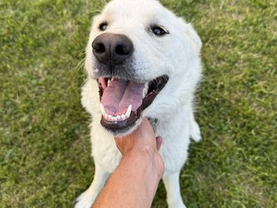 10-Month-Old Female Great Pyrenees - Super Friendly & Good with People
