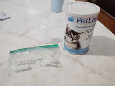 kitten milk