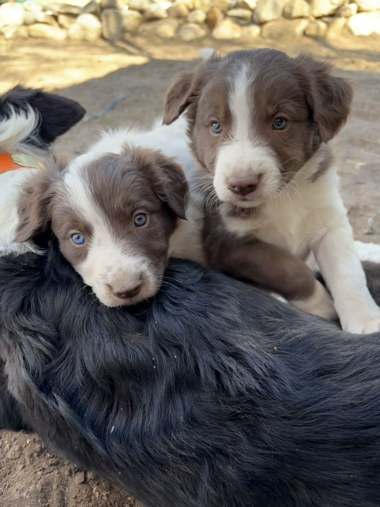 Border Collie Puppies