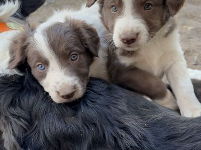 Border Collie Puppies