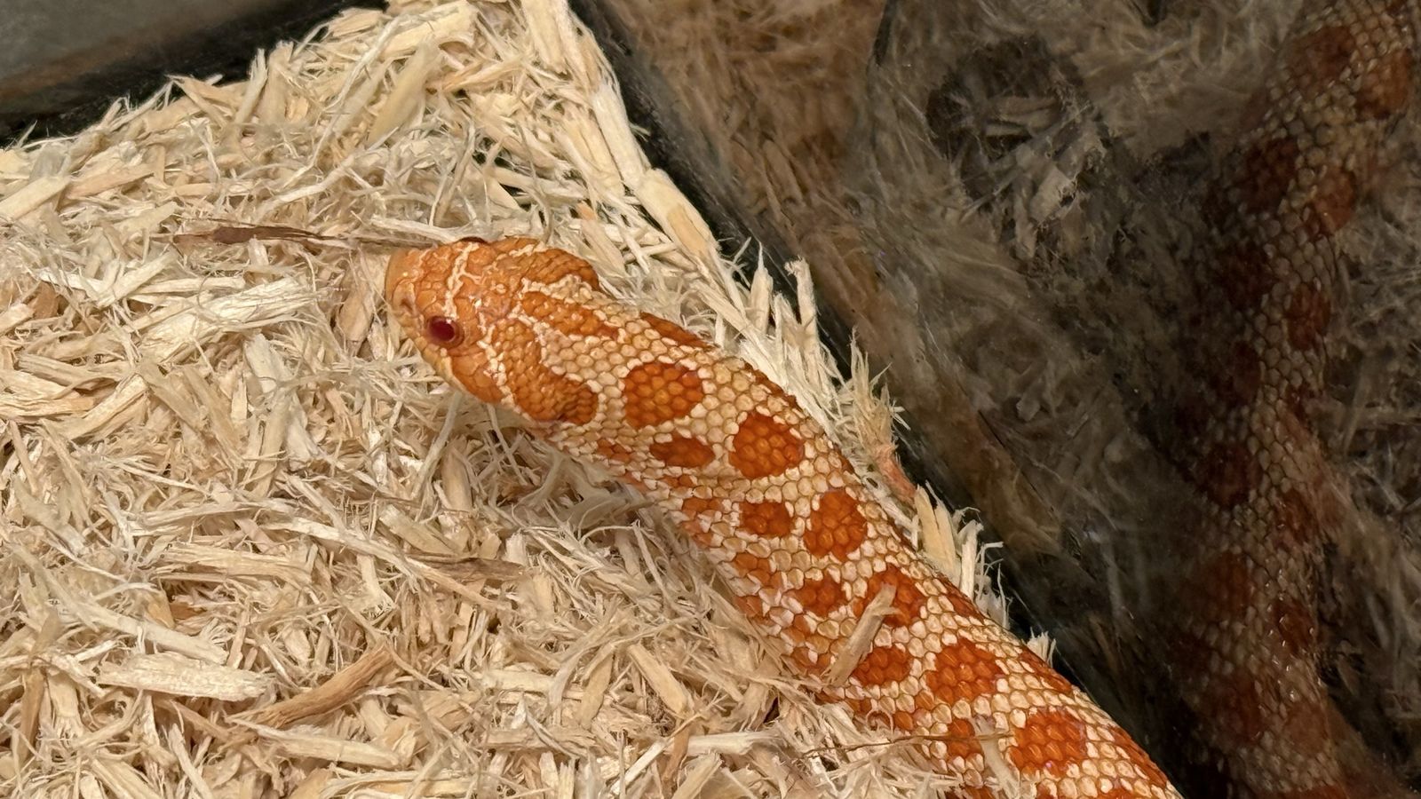 Albino Western Hognose Snake + Cage + Food + Light - FULL SETUP!