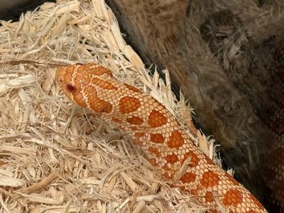 Albino Western Hognose Snake + Cage + Food + Light - FULL SETUP!