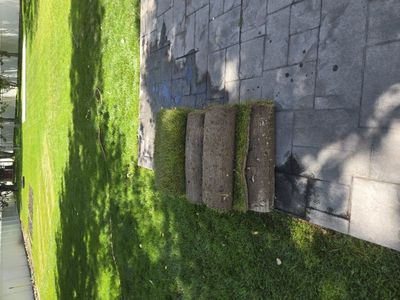 fresh sod