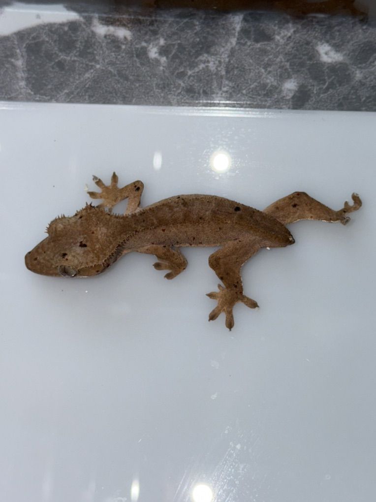 Baby Crested Gecko