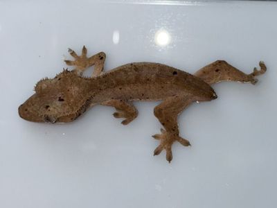 Baby Crested Gecko