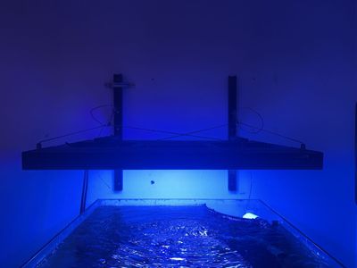 Aquatic life 24inch G2 with Radion XR15w G4 Pro