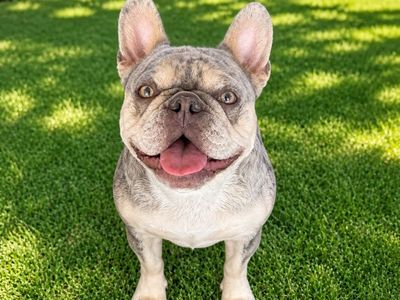 AKC FEMALE MERLE FRENCH BULLDOG
