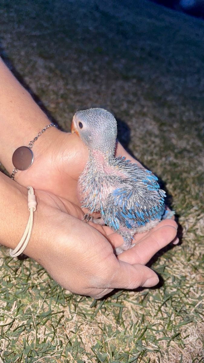 Baby Indian Ringnecks
