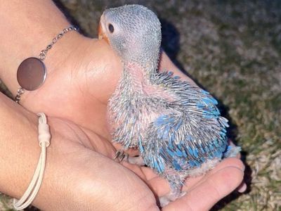 Baby Indian Ringnecks