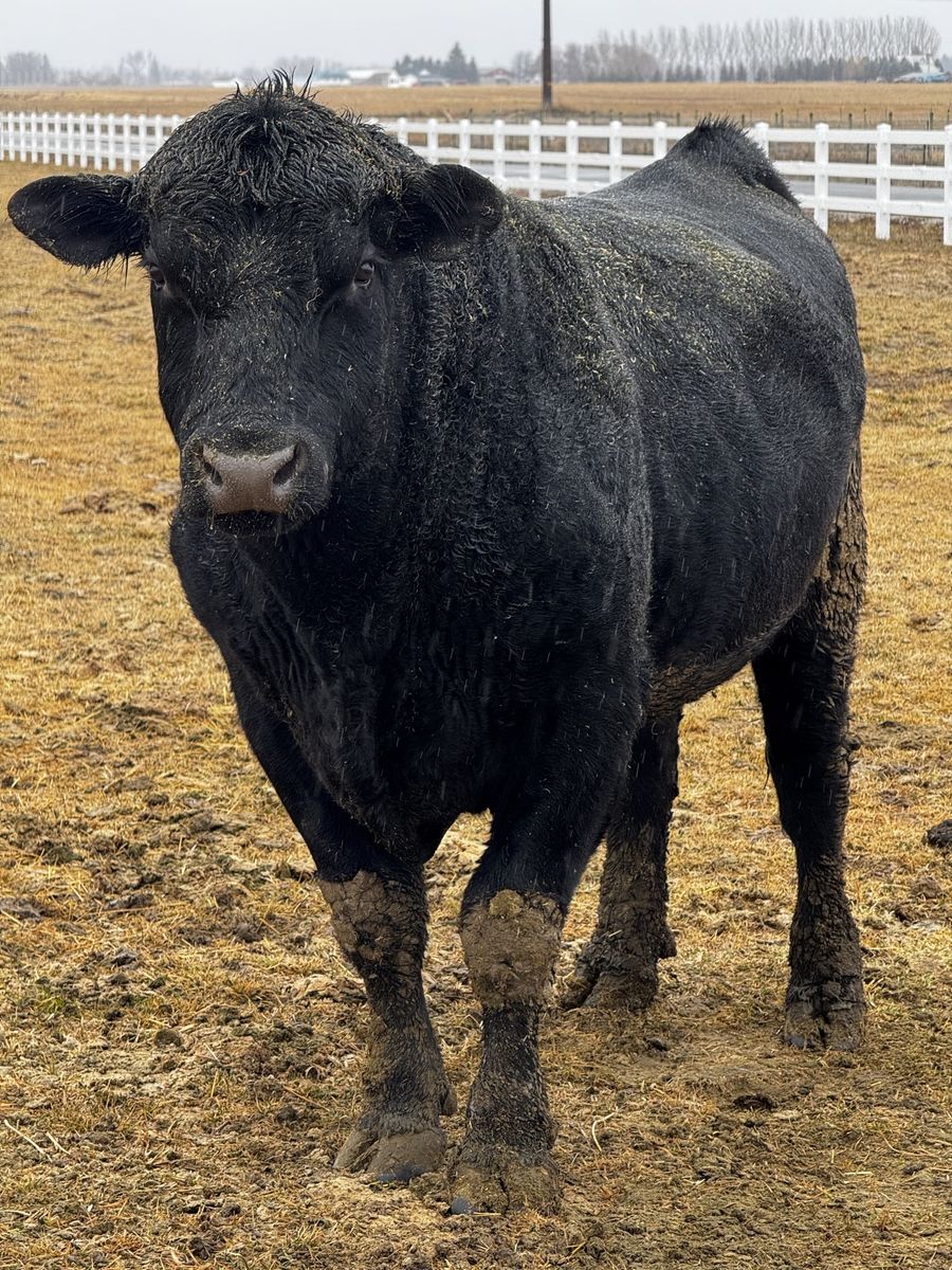 Black Angus Bull and a Murray grey bull
