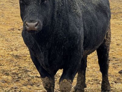 Black Angus Bull and a Murray grey bull