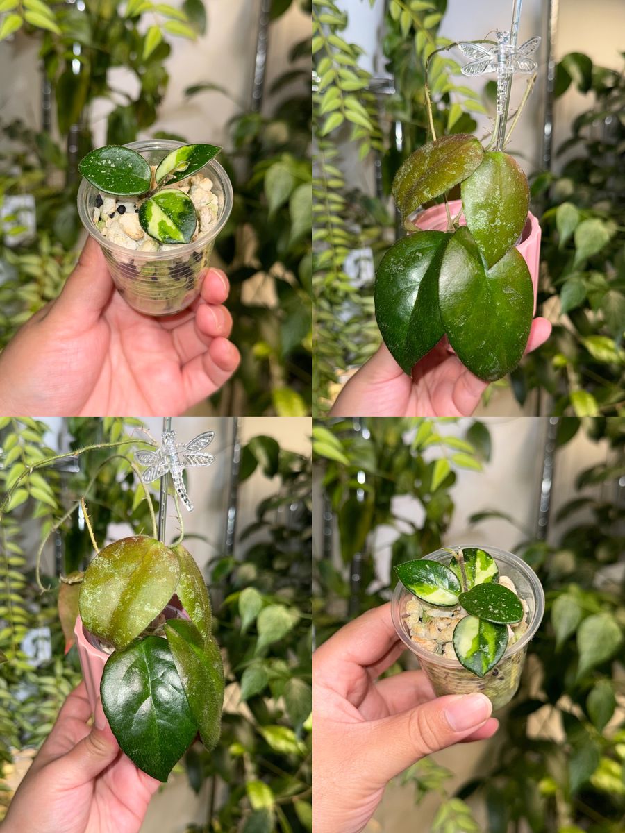 Hoya Bundle - Plants