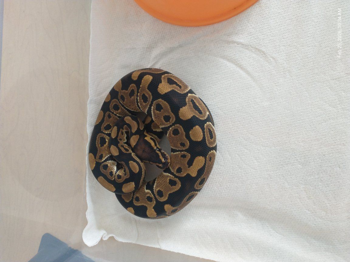 Male Ball Python
