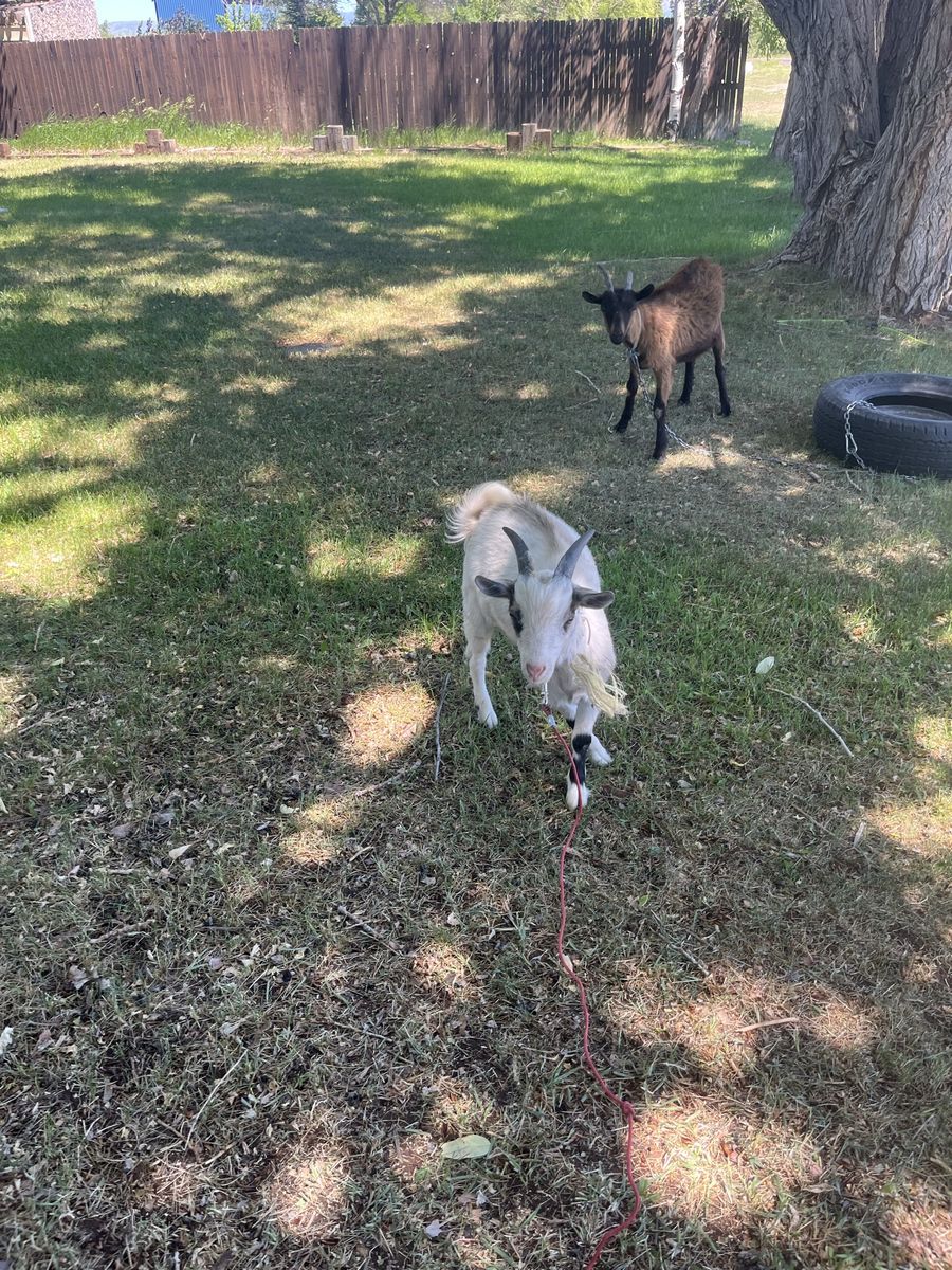 Goat for sale