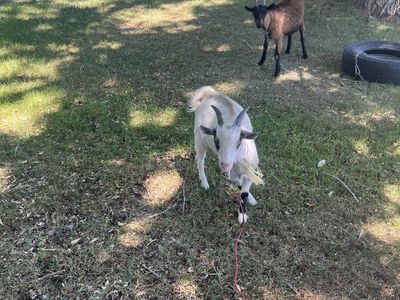 Goat for sale