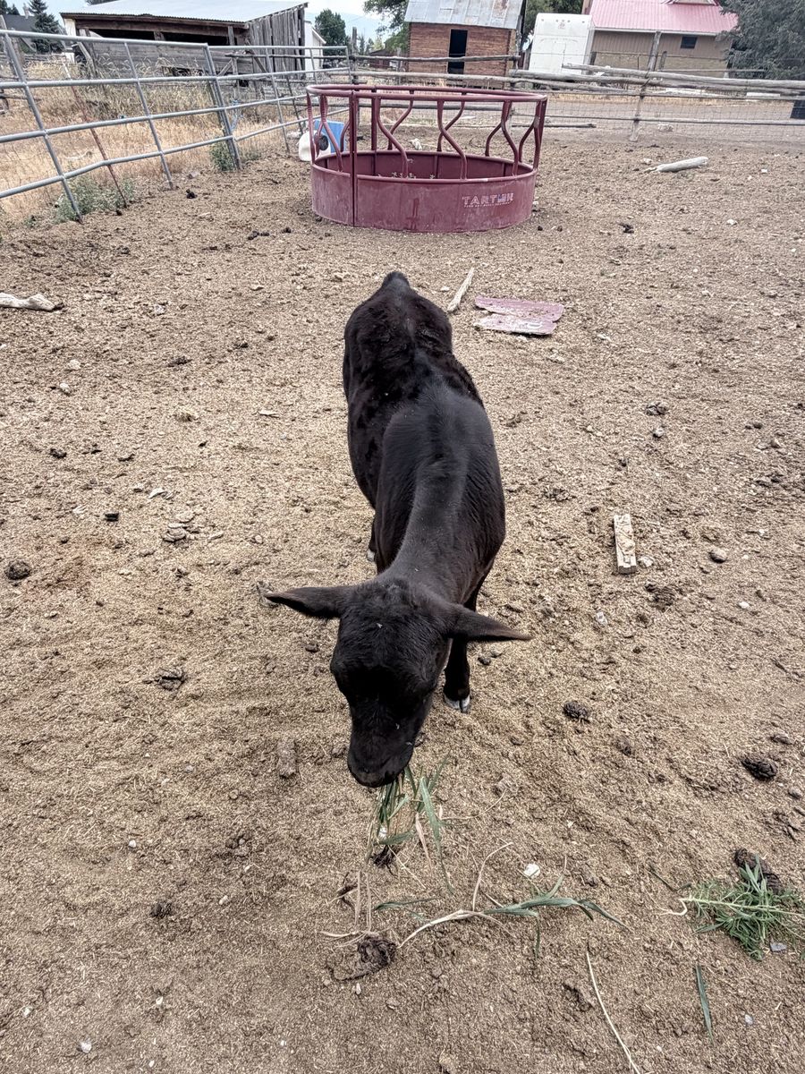 Heifer Bottle Calf