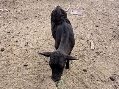 Heifer Bottle Calf