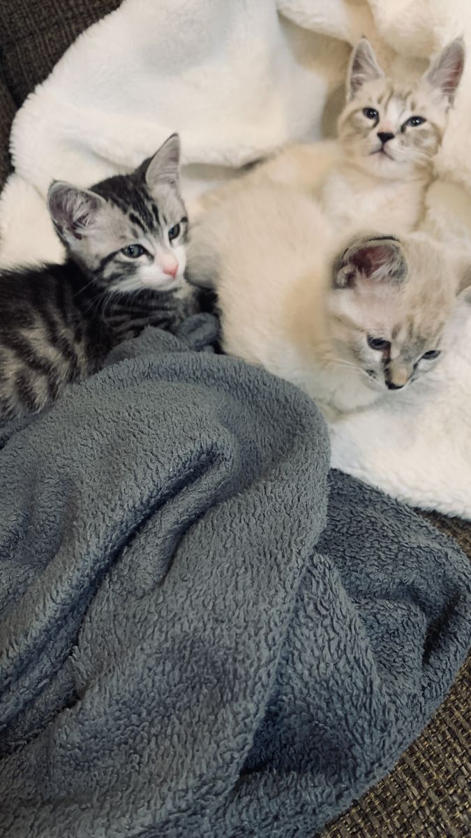 2 baby kitten brothers to adopt together.