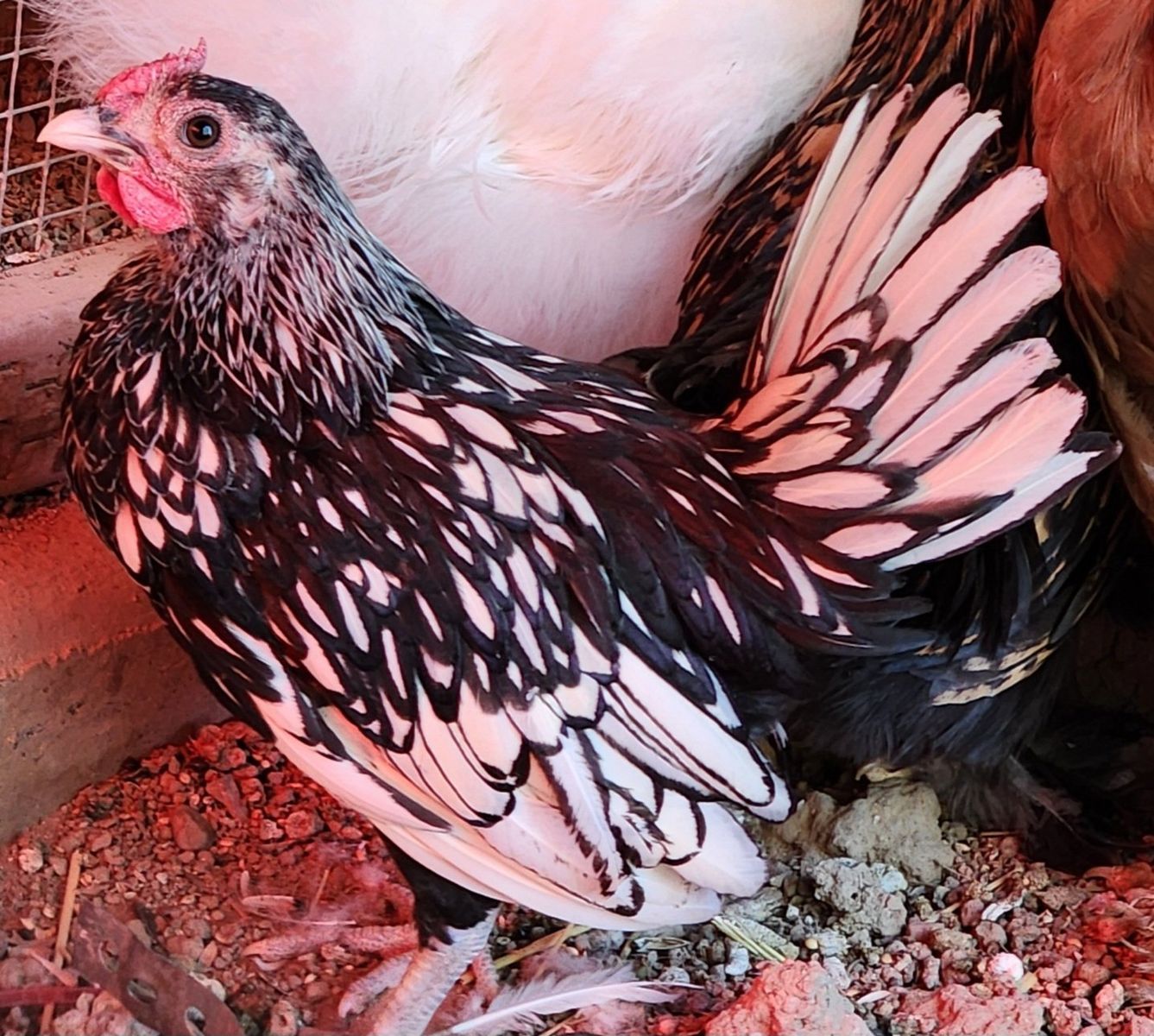FREE Serama Rooster