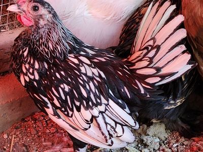 FREE Serama Rooster