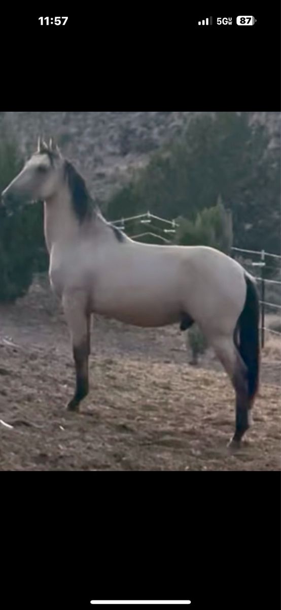 Horse Andalusian 