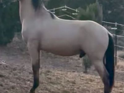 Horse Andalusian