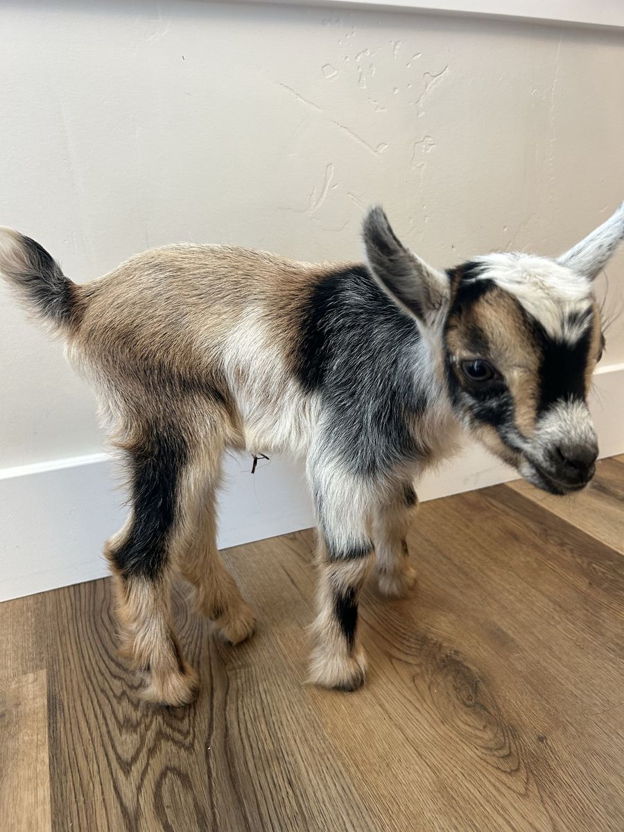 Nigerian Goat bucklings