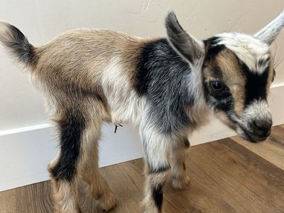 Nigerian Goat bucklings